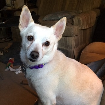 Small Dog Rescue Elkhart In Small Dog Rescue Elkhart In