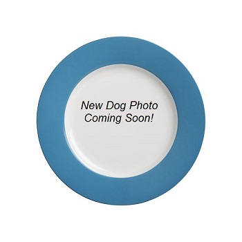 second chance jack animal rescue