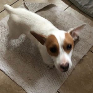 second chance jack animal rescue